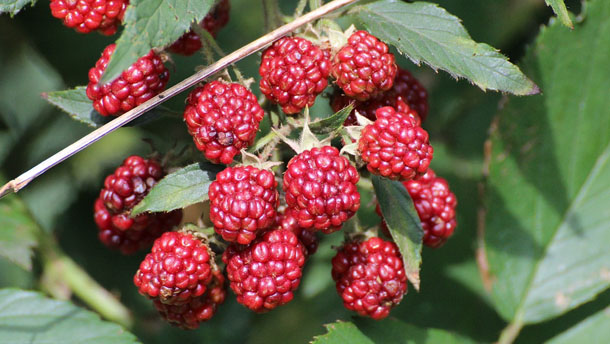 cétone de framboise